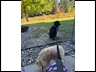 Dog fishing