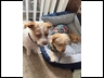 The pups