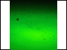 Green Light Fish 2