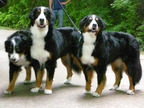 /Users/admin/Desk Mountain Dogs trio